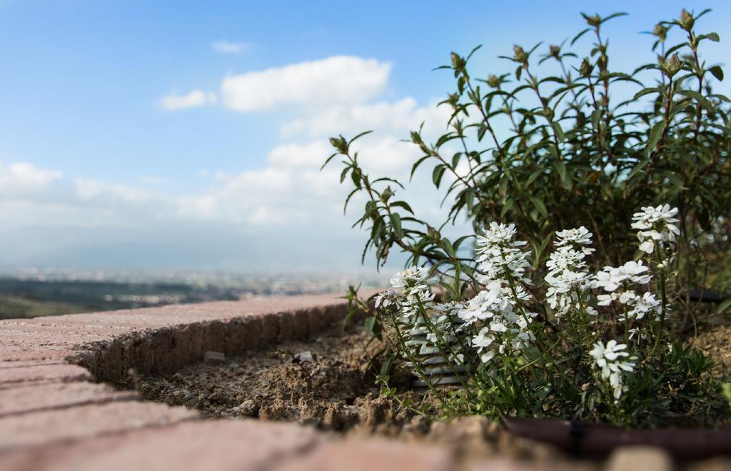 מלון קוואראטה Agriturismo Sasso Regino מראה חיצוני תמונה